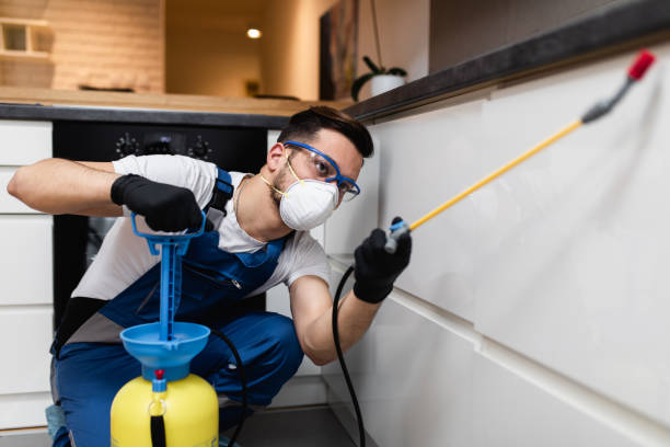Best Flea Control Services  in Springfield, MN