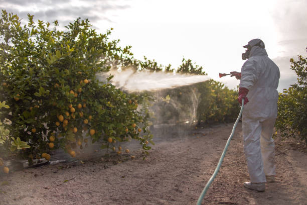 Best Emergency Pest Control  in Springfield, MN