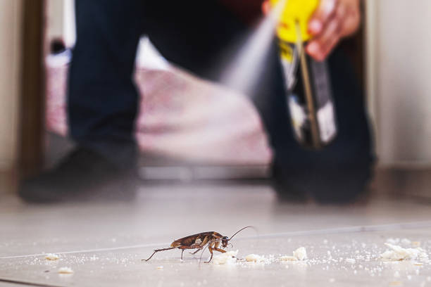 Best Mosquito Control Services  in Springfield, MN